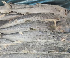 06-02-2024 Kingfish / Kingmackerels from Surinam